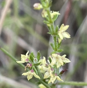 Galium gaudichaudii at Watson, ACT - 16 Dec 2022