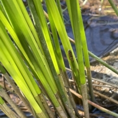 Eleocharis plana at Hackett, ACT - 16 Dec 2022