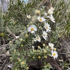 Olearia phlogopappa subsp. flavescens (Dusty Daisy Bush) at Bimberi, NSW - 9 Dec 2022 by Pirom