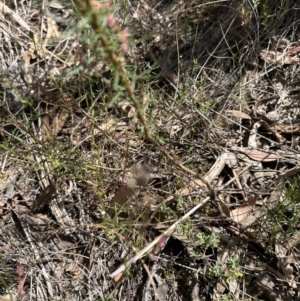 Olearia tenuifolia at Aranda, ACT - 17 Dec 2022 12:20 PM