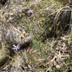 Olearia tenuifolia at Aranda, ACT - 17 Dec 2022 12:20 PM