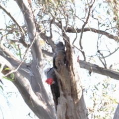 Callocephalon fimbriatum (Gang-gang Cockatoo) at Symonston, ACT - 15 Dec 2022 by RAllen