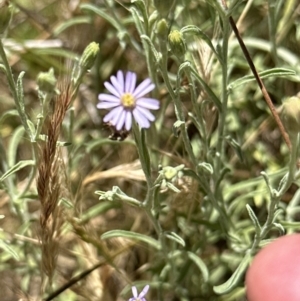 Vittadinia gracilis at Aranda, ACT - 17 Dec 2022