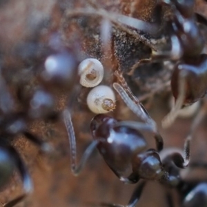 Acrodipsas myrmecophila at suppressed - suppressed