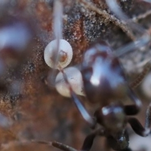 Acrodipsas myrmecophila at suppressed - suppressed