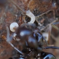 Acrodipsas myrmecophila at suppressed - suppressed