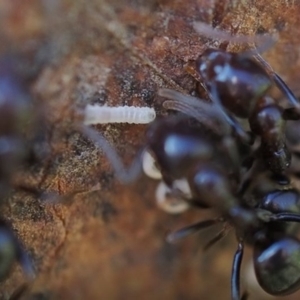 Acrodipsas myrmecophila at suppressed - 15 Dec 2022