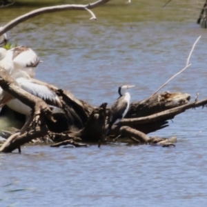 Phalacrocorax varius at Fyshwick, ACT - 16 Dec 2022