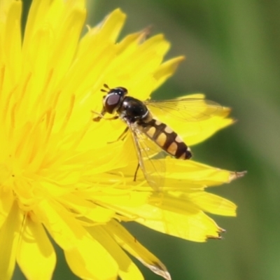 Melangyna viridiceps (Hover fly) at Fyshwick, ACT - 16 Dec 2022 by RodDeb