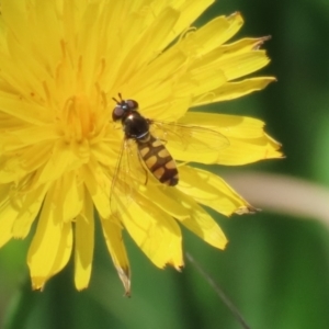 Melangyna viridiceps at Fyshwick, ACT - 16 Dec 2022