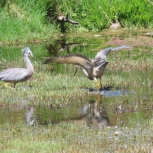 Egretta novaehollandiae at Fyshwick, ACT - 16 Dec 2022