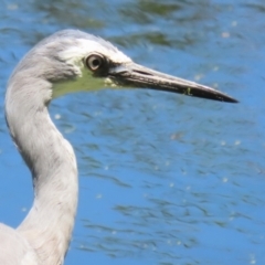 Egretta novaehollandiae at Fyshwick, ACT - 16 Dec 2022 12:09 PM