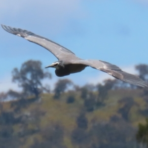 Egretta novaehollandiae at Fyshwick, ACT - 16 Dec 2022