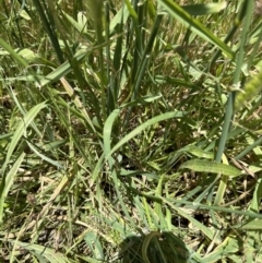 Polypogon monspeliensis (Annual Beard Grass) at Aranda, ACT - 17 Dec 2022 by lbradley