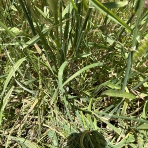 Polypogon monspeliensis at Aranda, ACT - 17 Dec 2022