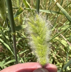 Polypogon monspeliensis at Aranda, ACT - 17 Dec 2022