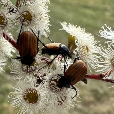 Phyllotocus rufipennis (Nectar scarab) at Dickson, ACT - 15 Dec 2022 by Pirom