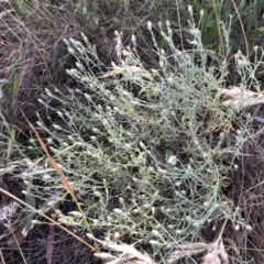 Vittadinia gracilis (New Holland Daisy) at Flea Bog Flat to Emu Creek Corridor - 16 Dec 2022 by JohnGiacon