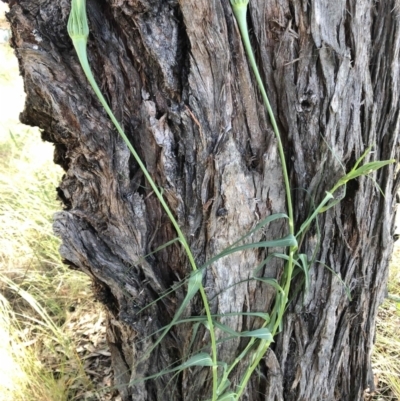 Tragopogon dubius (Goatsbeard) at Belconnen, ACT - 16 Dec 2022 by jgiacon