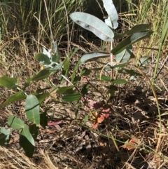 Eucalyptus globulus subsp. bicostata (Southern Blue Gum, Eurabbie) at Belconnen, ACT - 16 Dec 2022 by jgiacon