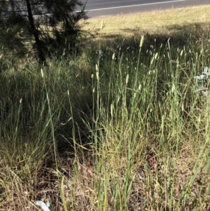 Phalaris aquatica at Belconnen, ACT - 17 Dec 2022 08:56 AM