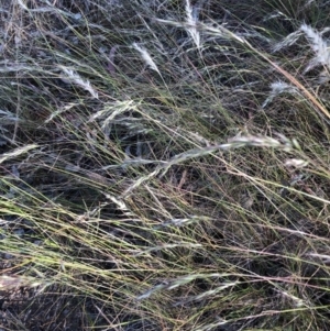 Rytidosperma sp. at Belconnen, ACT - 17 Dec 2022