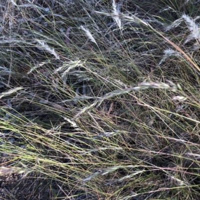 Rytidosperma sp. (Wallaby Grass) at Belconnen, ACT - 16 Dec 2022 by jgiacon