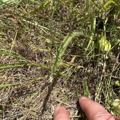 Tricoryne elatior (Yellow Rush Lily) at Aranda Bushland - 17 Dec 2022 by lbradley