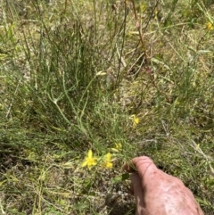 Tricoryne elatior at Yarralumla, ACT - 17 Dec 2022