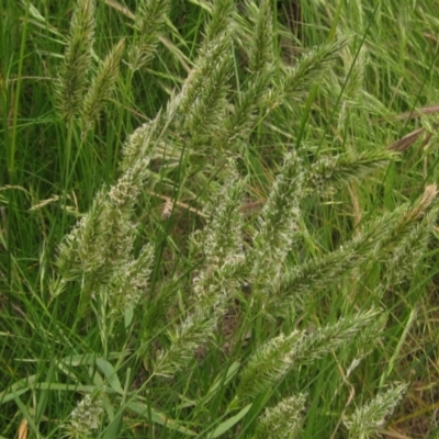 Anthoxanthum odoratum (Sweet Vernal Grass) at Molonglo Valley, ACT - 1 Dec 2022 by pinnaCLE