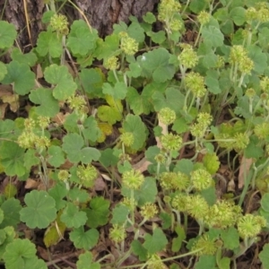 Hydrocotyle laxiflora at Weetangera, ACT - 1 Dec 2022