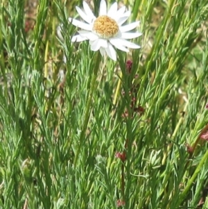 Rhodanthe anthemoides at Molonglo Valley, ACT - 17 Dec 2022