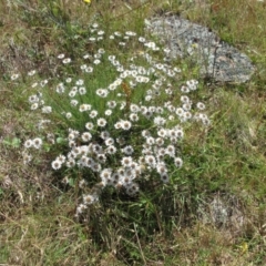 Rhodanthe anthemoides at Molonglo Valley, ACT - 17 Dec 2022 11:36 AM