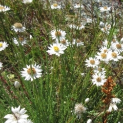 Rhodanthe anthemoides at Molonglo Valley, ACT - 17 Dec 2022 11:36 AM