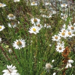 Rhodanthe anthemoides at Molonglo Valley, ACT - 17 Dec 2022