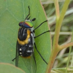 Scaptia (Scaptia) auriflua (A flower-feeding march fly) at Boro - 14 Dec 2022 by Paul4K