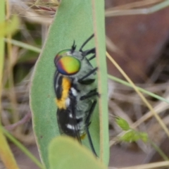 Scaptia (Scaptia) auriflua at Borough, NSW - suppressed