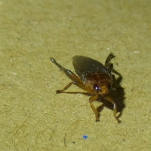 Hippoboscidae sp. (family) at Borough, NSW - 15 Dec 2022