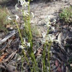 Stackhousia monogyna (Creamy Candles) at Borough, NSW - 14 Dec 2022 by Paul4K