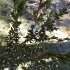 Leptospermum continentale (Prickly Teatree) at Borough, NSW - 15 Dec 2022 by Paul4K