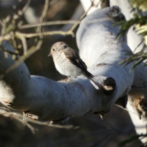 Petroica boodang at Borough, NSW - suppressed