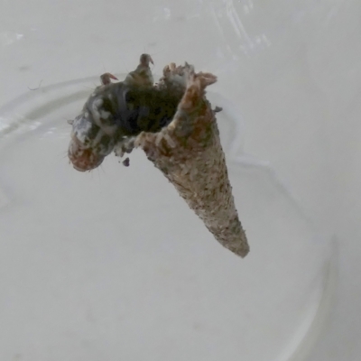 Lepidoscia (genus) IMMATURE (Unidentified Cone Case Moth larva, pupa, or case) at Borough, NSW - 15 Dec 2022 by Paul4K