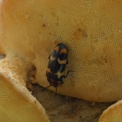 Episcaphula pictipennis at Borough, NSW - suppressed