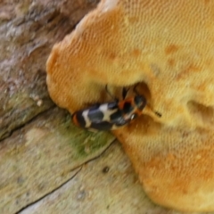 Episcaphula pictipennis at Borough, NSW - suppressed