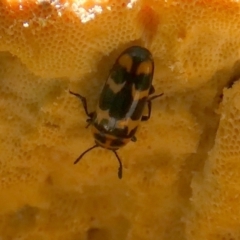Episcaphula pictipennis at Borough, NSW - suppressed