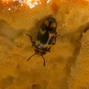 Episcaphula pictipennis at Borough, NSW - suppressed