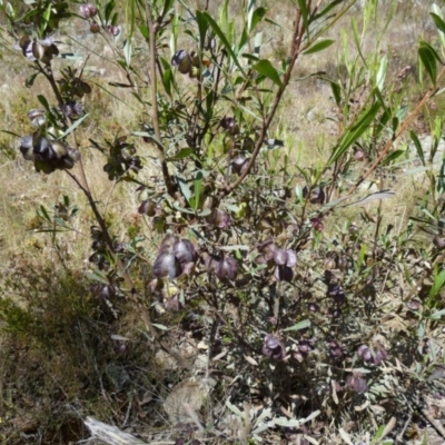 Dodonaea viscosa (Hop Bush) at Borough, NSW - 16 Dec 2022 by Paul4K
