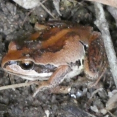 Litoria verreauxii verreauxii at Borough, NSW - 16 Dec 2022