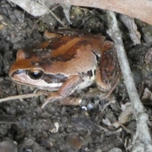 Litoria verreauxii verreauxii at Borough, NSW - 16 Dec 2022