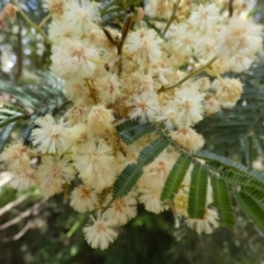 Acacia parramattensis (Parramatta Green Wattle) at Boro - 16 Dec 2022 by Paul4K